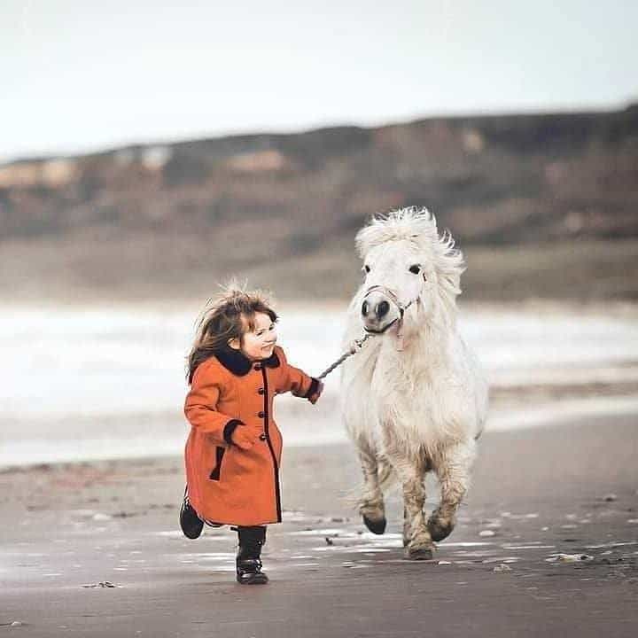 Wildlife